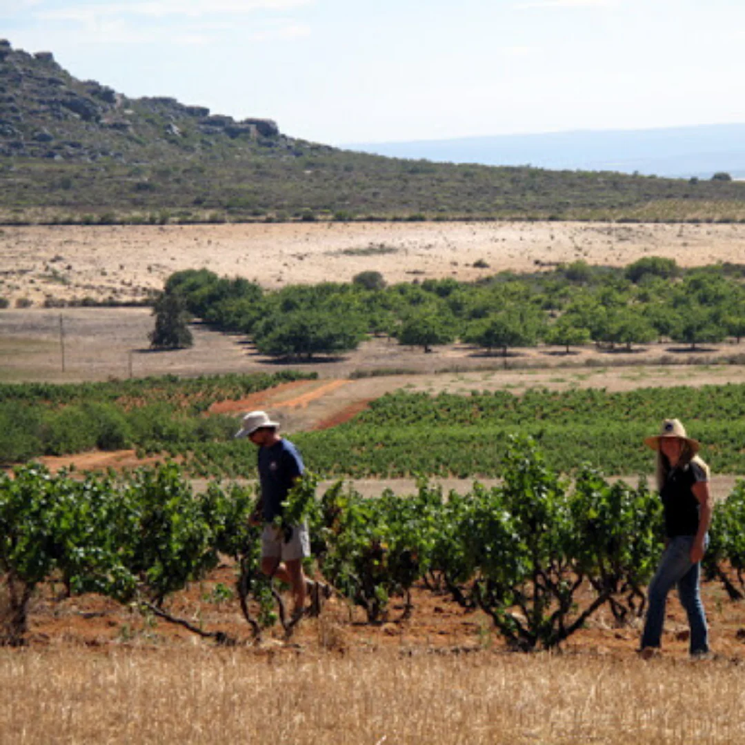 Grenache Gris 2022 - Image 4