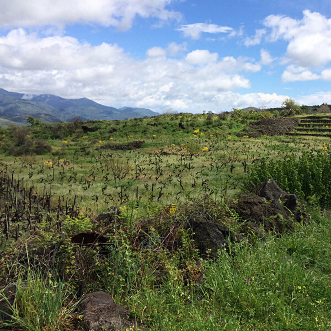 Munjebel Terre Siciliane White 2023 - Image 6