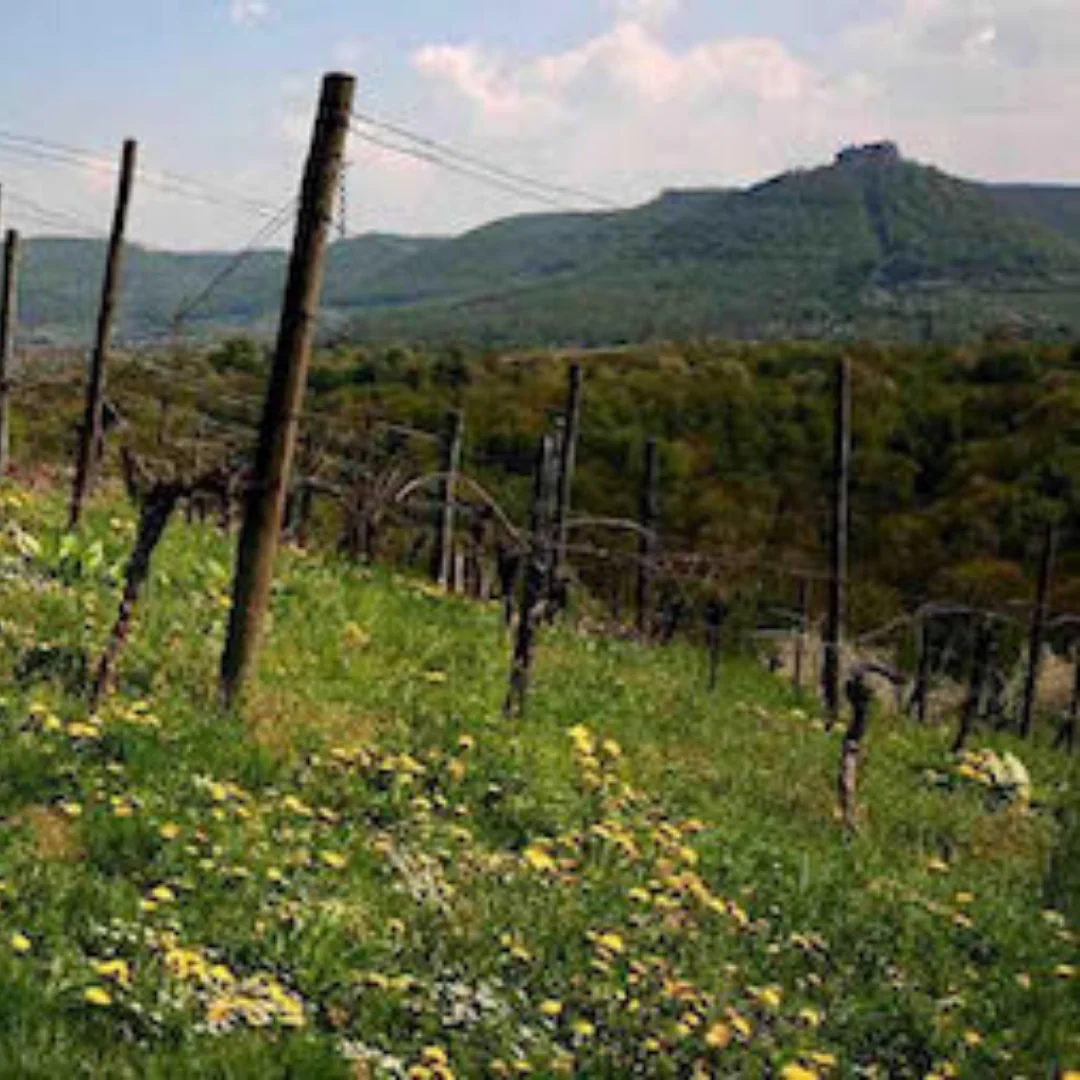 Da steppt der Bär Pet Nat 2019 - Image 5