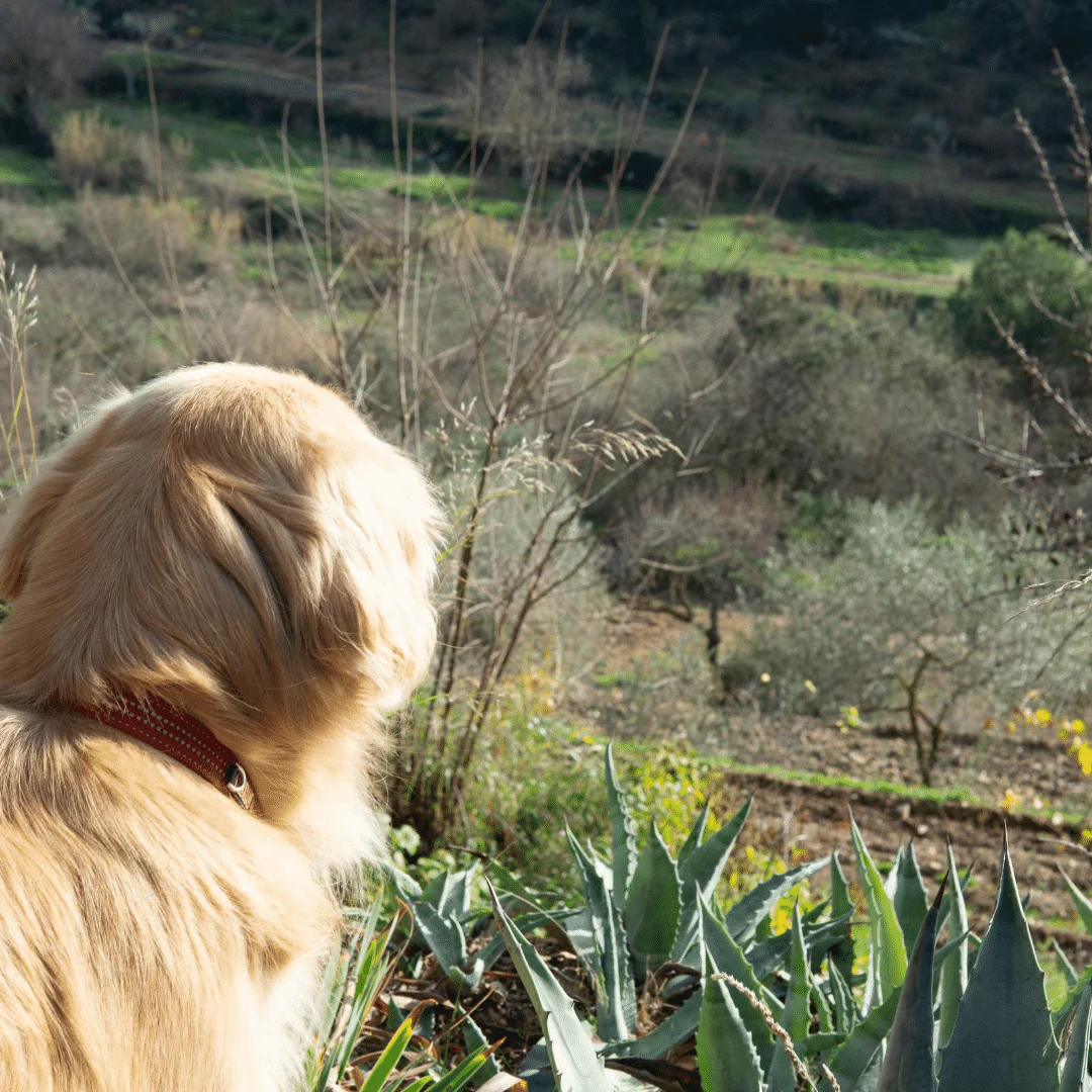 Mas del Habanero 2016 - Image 5