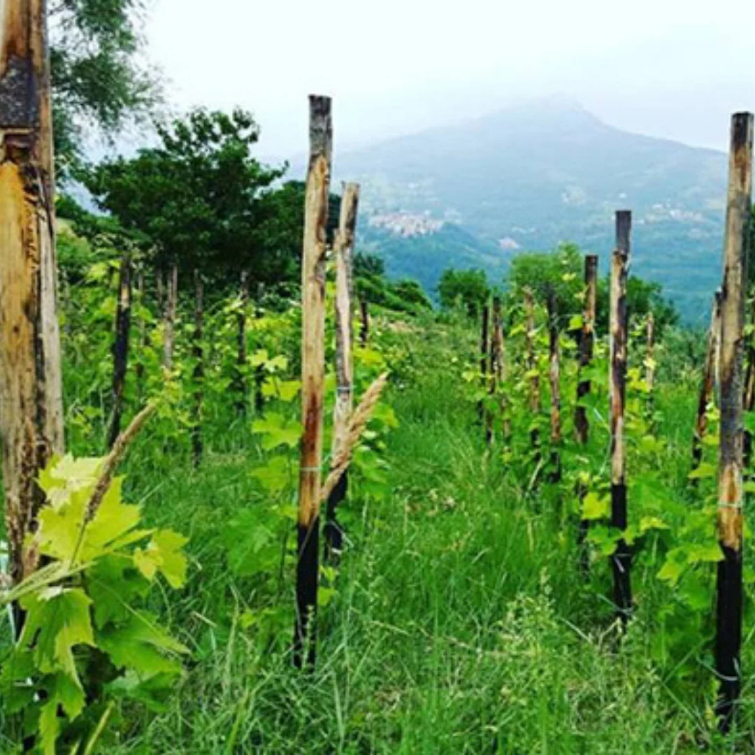 Bianco Carbo 2019 - Image 4