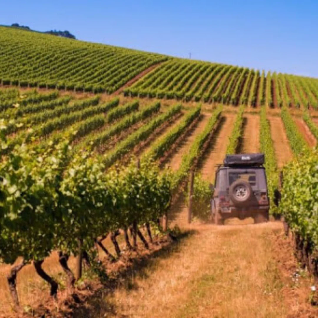 Wax On, Wax Soif White 2019 - Image 3