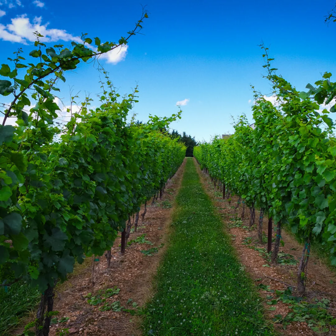 Franc Fizz 2018 - Image 3