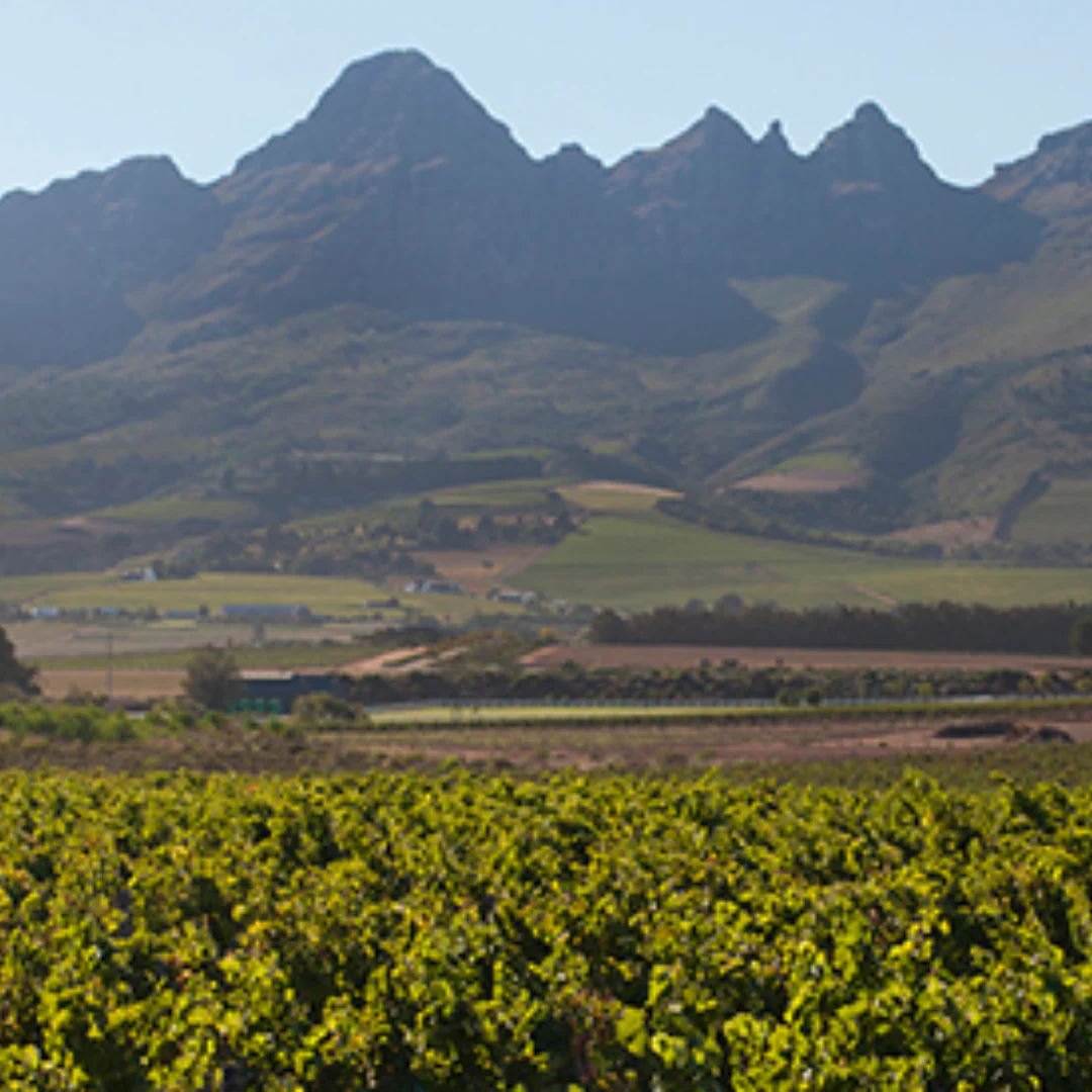 Thirst Clairette Blanc 2019 - Image 4