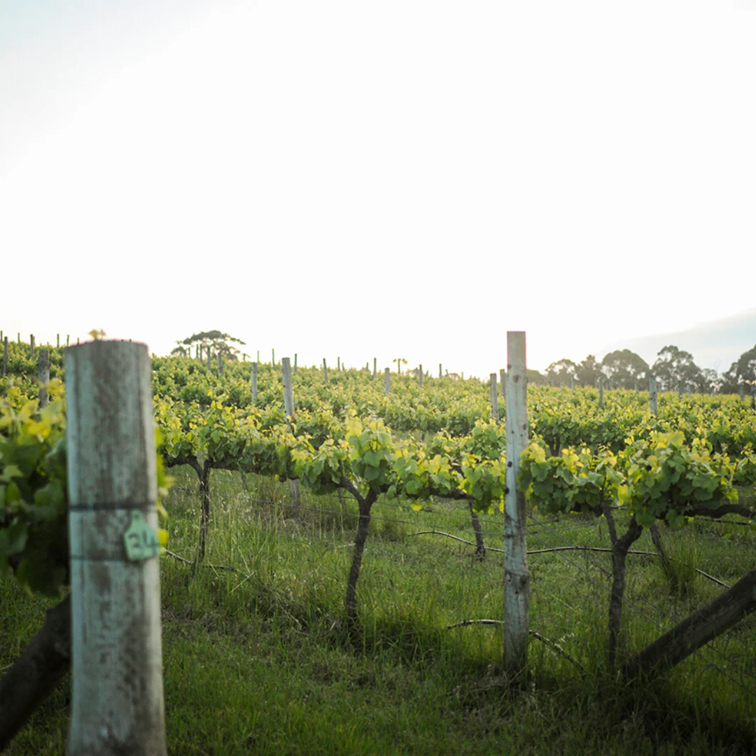 Shirley Rosé 2018 - Image 3